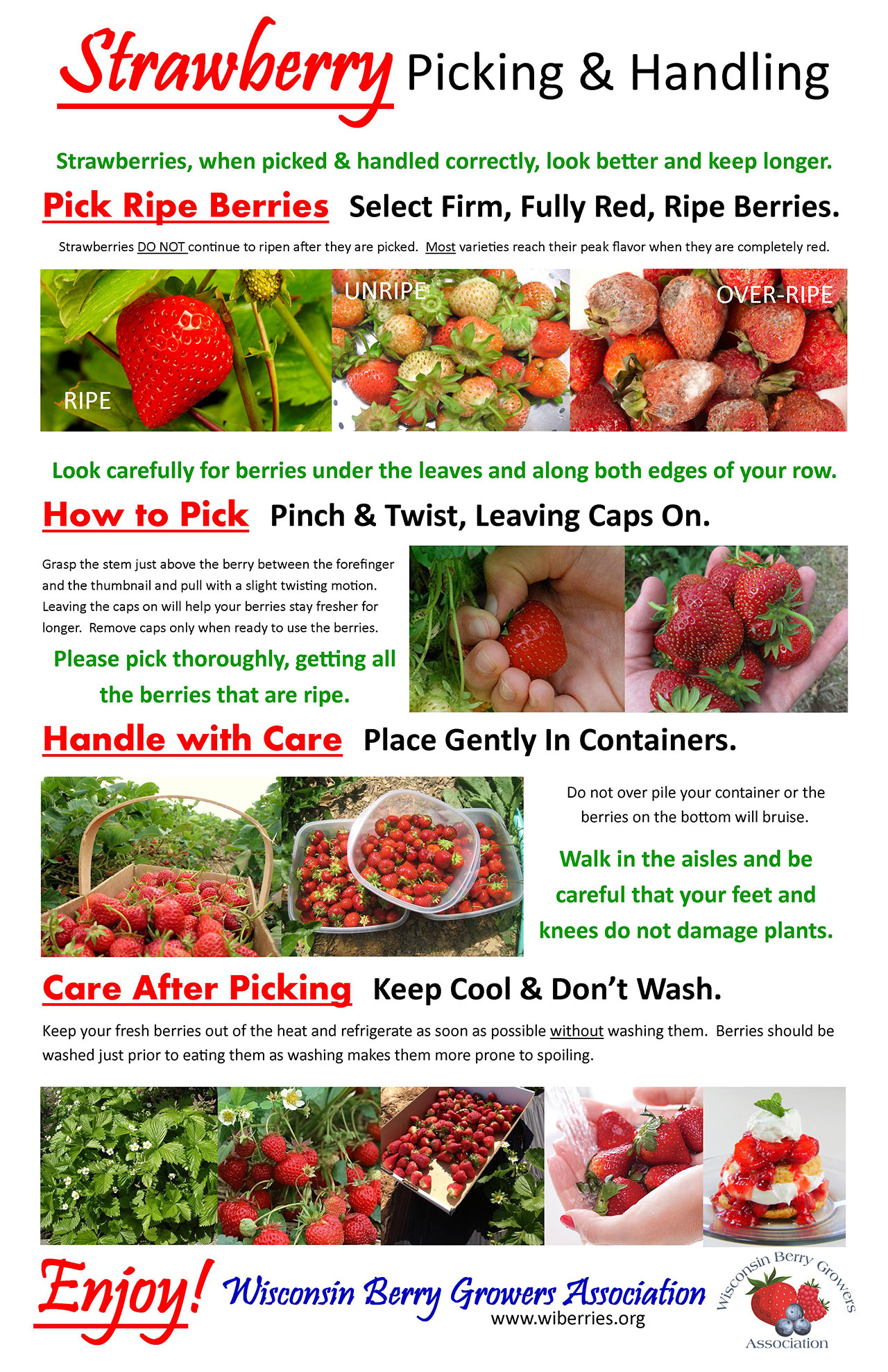Berry Picking & Handling Tips